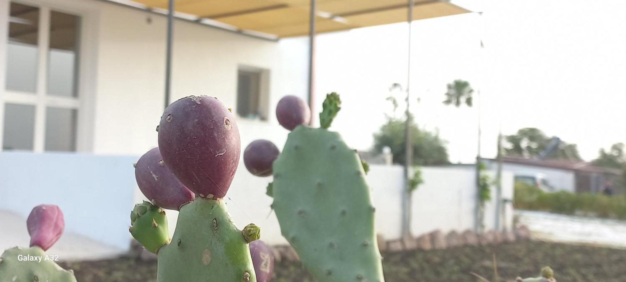 פקינו Almademari Giglio Casa Vacanza חדר תמונה